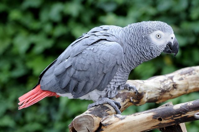 The list of 5 smartest talking birds in the world. | zooIT